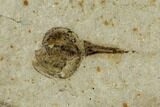 Fossil Seed And Fly - Green River Formation, Utah #108826-2